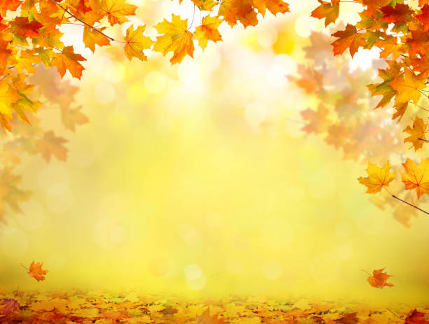 istock Autumn maple leaves .Falling leaves natural background. 1041784010