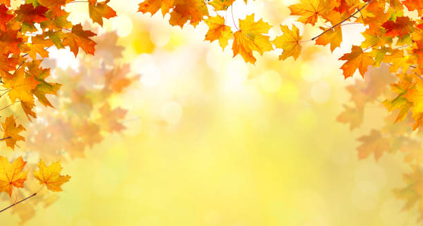 istock Autumn maple leaves .Falling leaves natural background. 1041785090