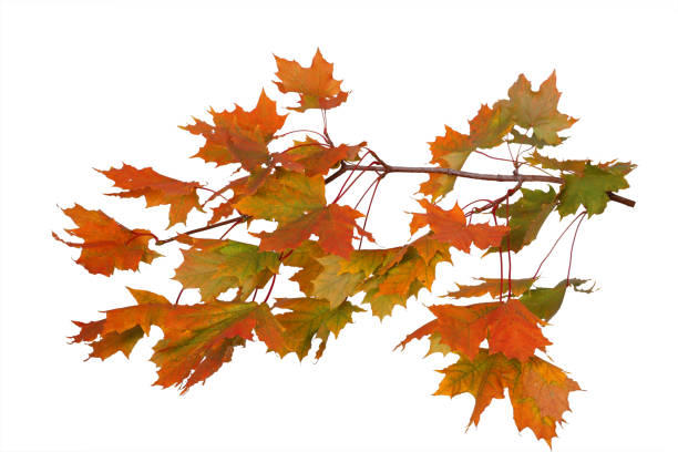istock Branch of autumn maple leaves isolated on white background 1041786056