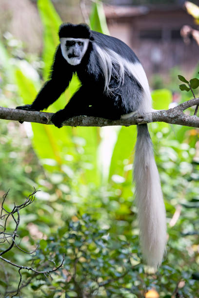istock Curious Colobus, Laikipia County, Kenya, Africa 1041789844