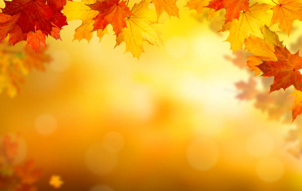 istock Autumn maple leaves .Falling leaves natural background. 1041790304