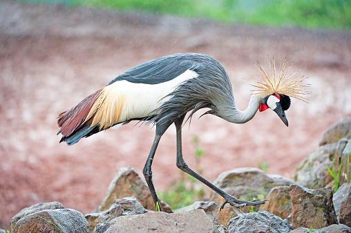 Grey-crowned Crane, the national bird of Uganda, seen here in the rain walking over rocks in the Aberdare National Park wildlife game reserve environment with wild animals, here in the Aberdares, Kenya, Africa