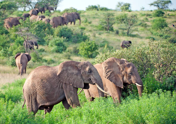 istock Elephant herd, Buffalo Springs, Kenya, Africa 1041791472