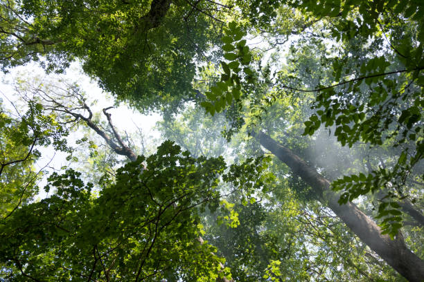 istock beautiful tree foliage shot from the bottom up 1041795494