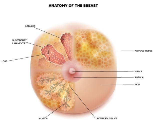 illustrazioni stock, clip art, cartoni animati e icone di tendenza di diagramma dettagliato dell'anatomia di brast - areola