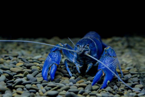 istock crayfish Cherax in the aquarium 1041800028
