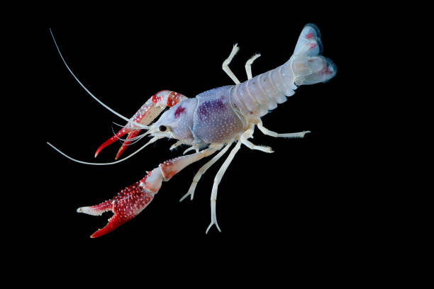 istock crayfish Procambarus clarkii ghost  Floating in the aquarium 1041800030