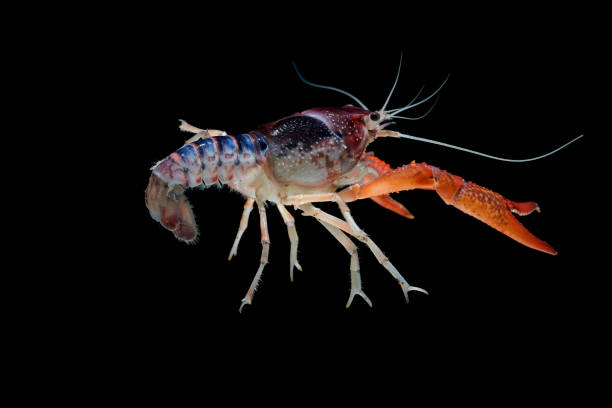 istock crayfish Procambarus clarkii ghost  Floating in the aquarium 1041800060