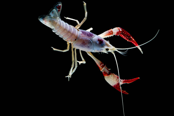 istock crayfish Procambarus clarkii ghost  Floating in the aquarium 1041800064