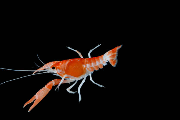 istock crayfish Procambarus clarkii ghost  Floating in the aquarium 1041800150