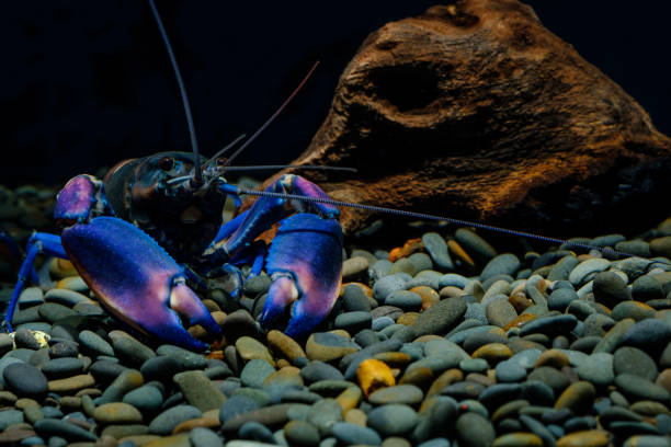 istock crayfish Cherax in the aquarium 1041800222