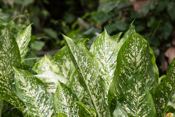 istock Green lead of Dieffenbachia tree 1041806042