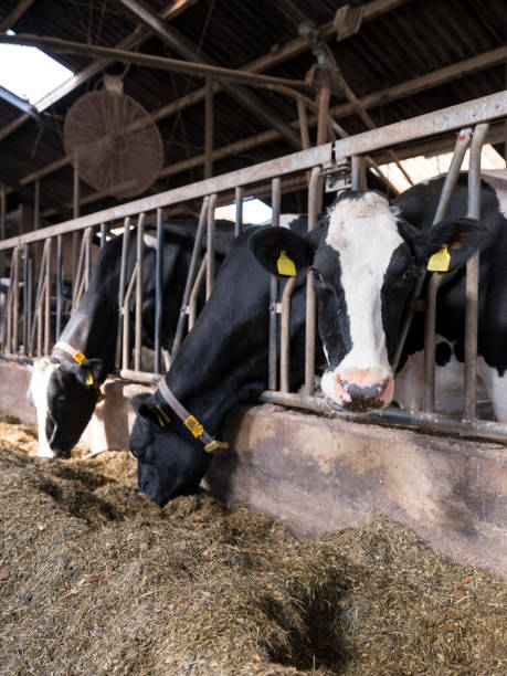 istock black and white spotted holstein cows feed inside barn on dutch farm in holland 1041809228