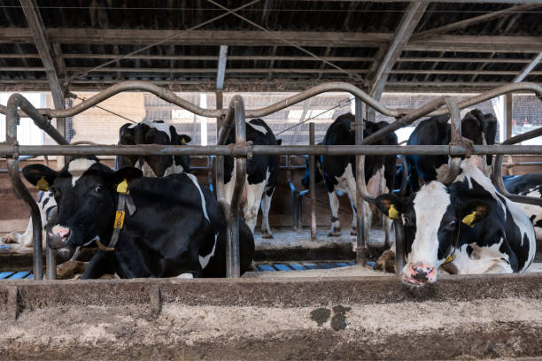 istock black and white spotted holstein cows feed inside barn on dutch farm in holland 1041809324
