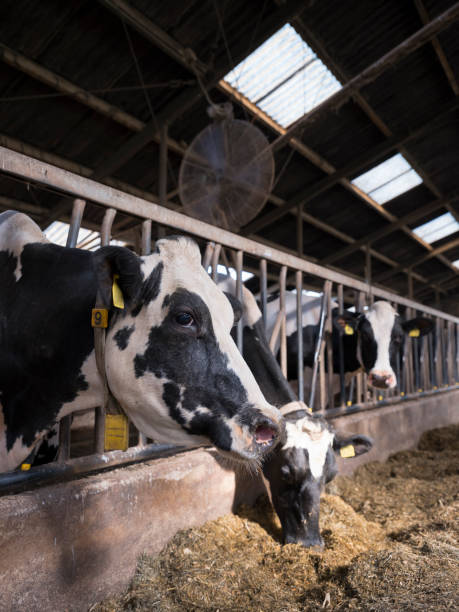 istock black and white spotted holstein cows feed inside barn on dutch farm in holland 1041809414