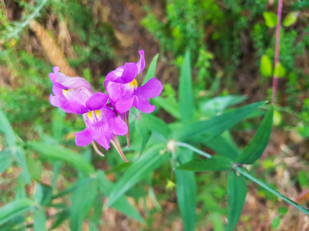 istock Pink flowers of three bird toadflax plant 1041810668