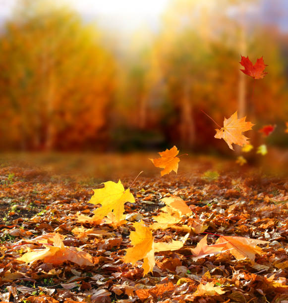 beautiful autumn landscape with yellow trees and sun. colorful foliage in the park. falling  leaves natural background .autumn season concept - autumn sun oak tree imagens e fotografias de stock