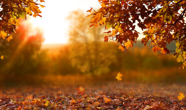 mooi herfst landschap met gele bomen, groen en zon. kleurrijke gebladerte in het park. vallende bladeren natuurlijke achtergrond - autumn stockfoto's en -beelden