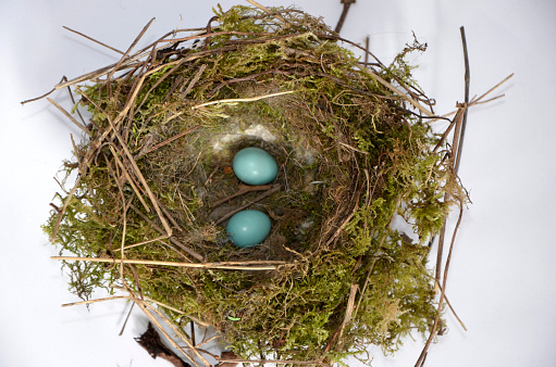 An abandoned Dunnock nest containing two turquoise blue eggs. Also known as a Hedge Sparrow, the Dunnock can be found in gardens throughout the UK