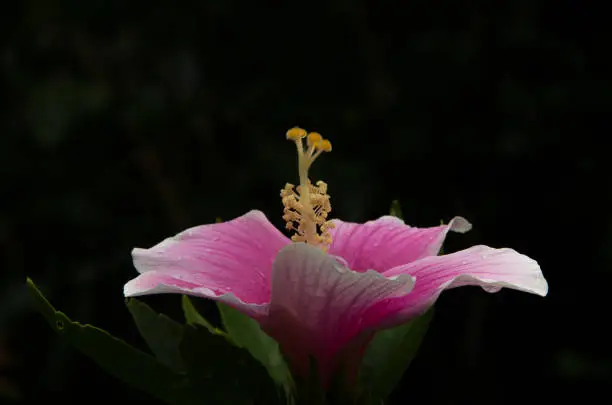 Close-up pink hibiscus flower with the dark background