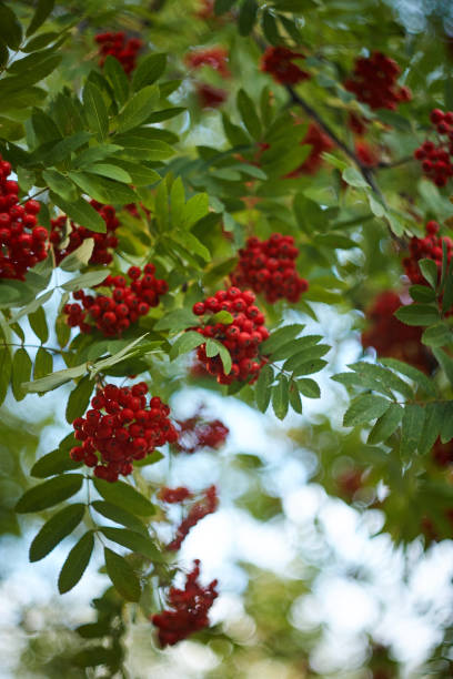 istock ashberry on mountain ash  vertical close up 1041822660