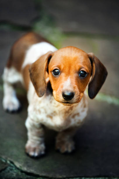 istock Dachshund puppy autumn garden 1041825962