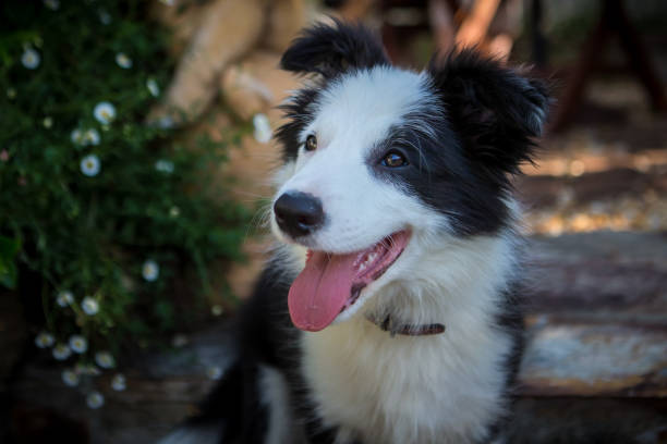 istock Buddy the Border Collie 1041827512