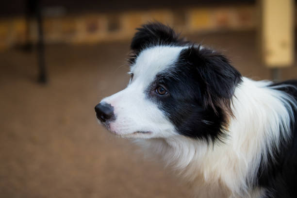 istock Buddy the Border Collie 1041829618