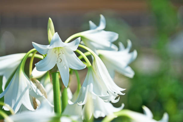 istock Crinum bulbispermum 1041830244