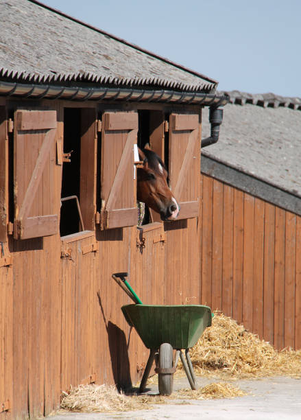 horse in a stable. - horse stall stable horse barn imagens e fotografias de stock