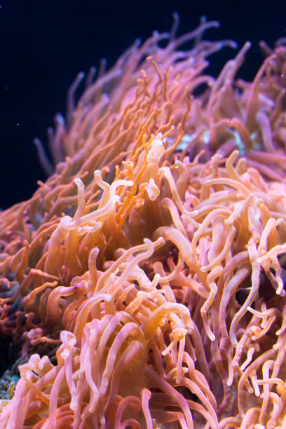 istock Heteractis magnifica, Colored long tentacle Anemone 1041831426