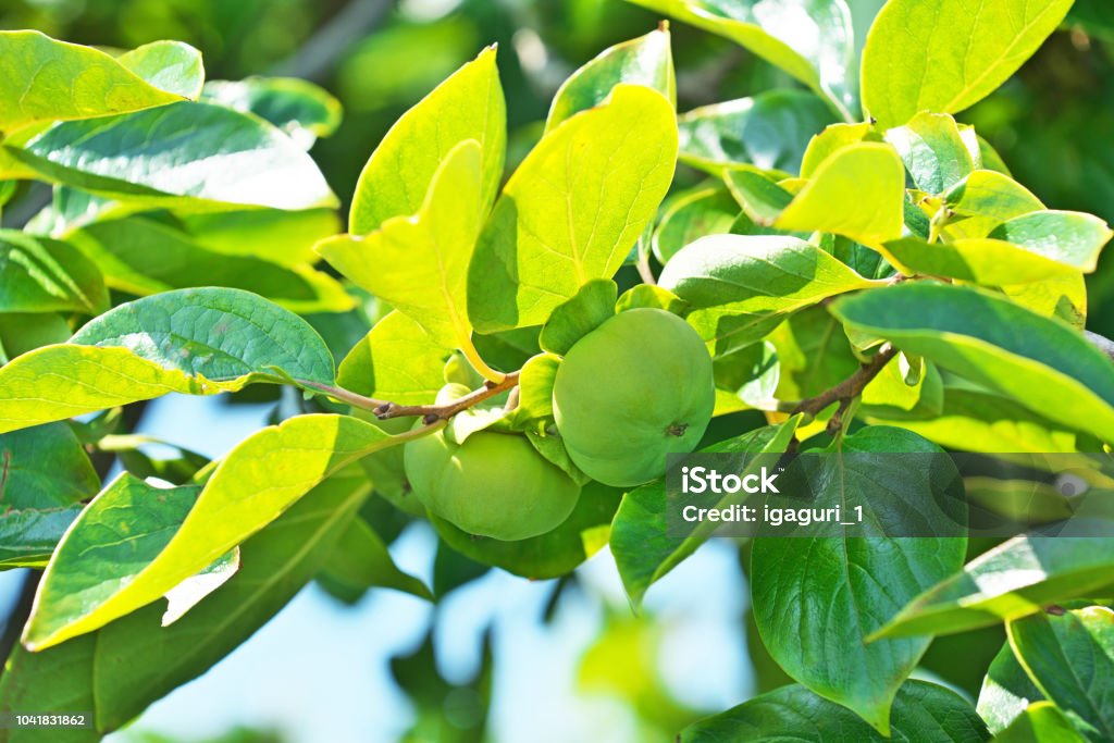 A japán datolyaszilva gyümölcse - Jogdíjmentes Bogyótermés témájú stock fotó A japán datolyaszilva gyümölcse - Jogdíjmentes Bogyótermés témájú stock fotó