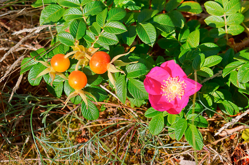 rosehip on a branch, wild rose of wild rose and ripe berry
