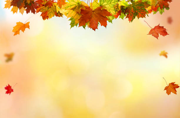 istock Autumn maple leaves .Falling leaves natural background. 1041834460