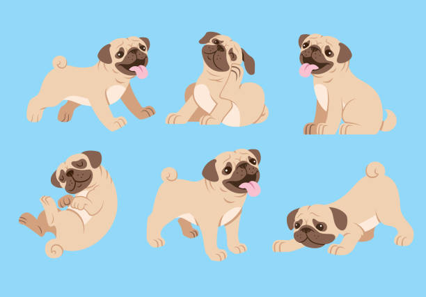 ilustrações, clipart, desenhos animados e ícones de conjunto de desenhos animados de cachorro pug - pug