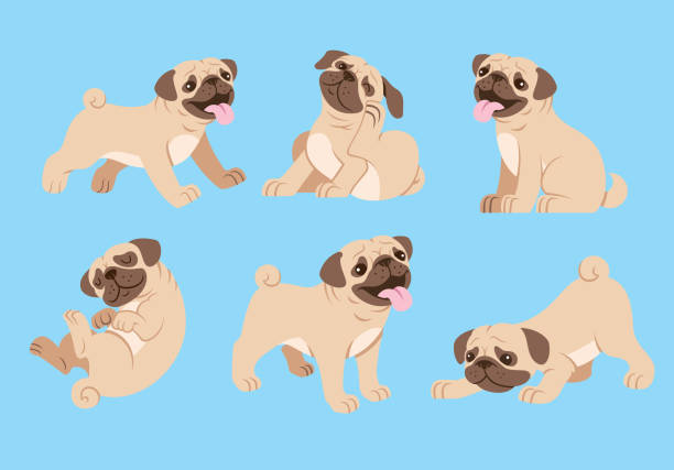 pug dog cartoon set vector of pug dog cartoon set pug stock illustrations