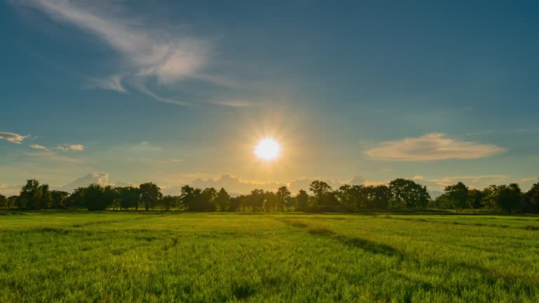 Rice field and sunset in chiang mai, thailand : 4K time lapse.