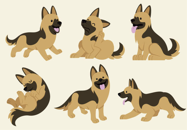ilustrações, clipart, desenhos animados e ícones de conjunto de cão pastor alemão - cão pastor alemão
