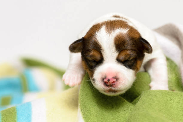 istock Purebred Jack Russell terrier puppies 1041836108
