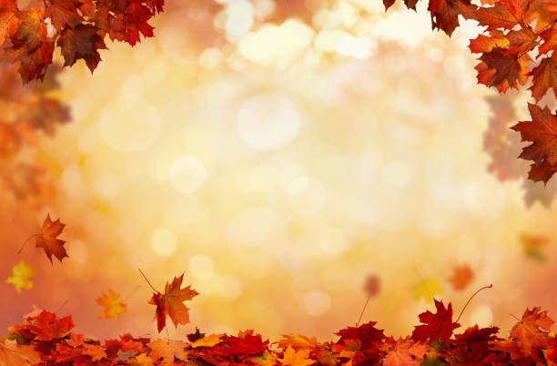 istock Autumn maple leaves .Falling leaves natural background. 1041836202