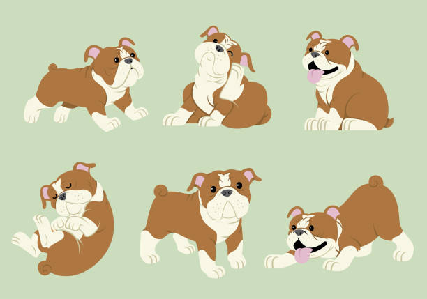 zestaw kreskówek buldoga - english bulldog stock illustrations