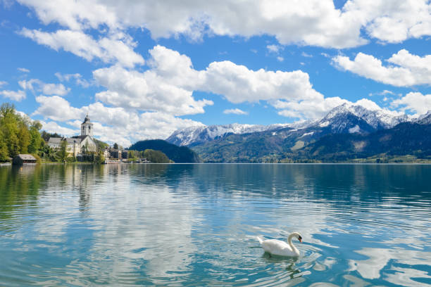 istock single swan swimming in lake under snow mountain 1041836460