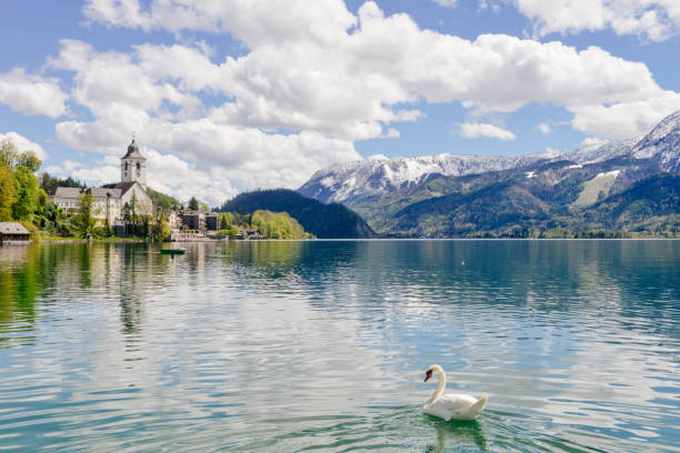 雪の山の下の湖に泳ぎに単一の白鳥 - wolfgangsee ストックフォトと画像
