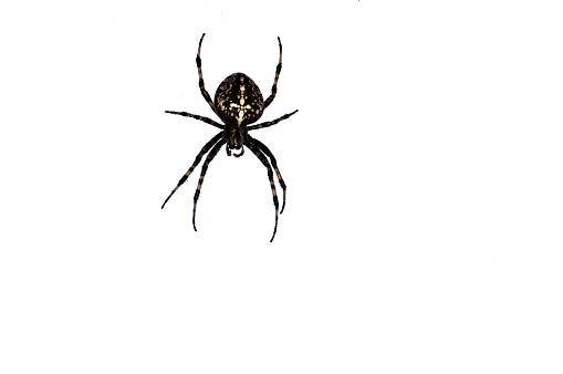 Spider - Redback Female