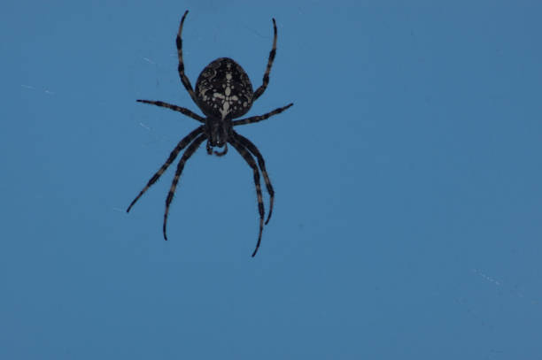 istock Beautiful cross spider isolated on white background 1041846826