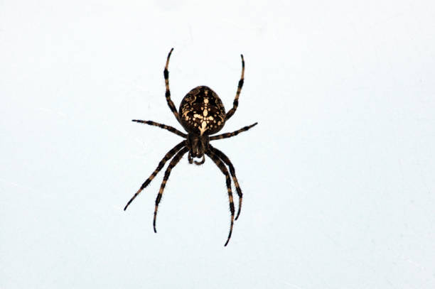 istock Beautiful cross spider isolated on white background 1041846874