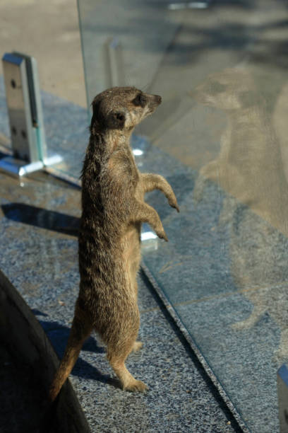 istock Portrait of meercat 1041852940