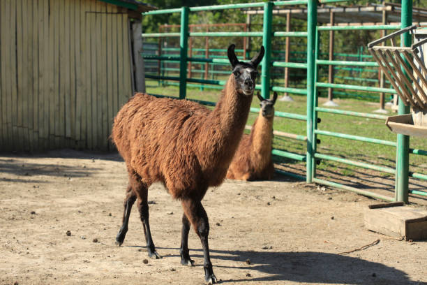 istock portrait of llama 1041853240