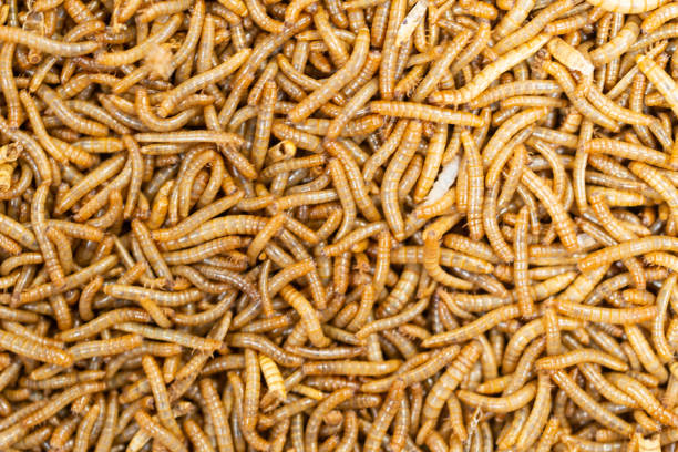 istock tenebrio molitor - Mealworms 1041863146