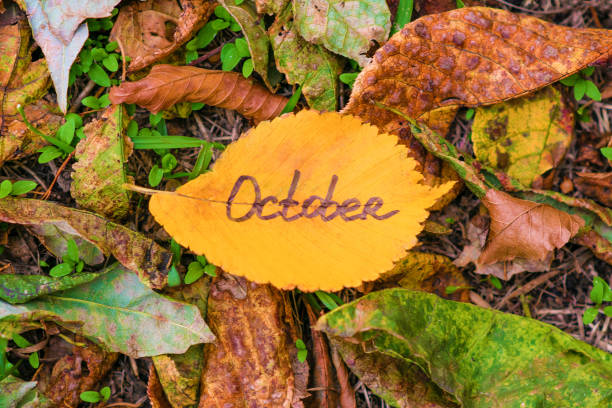istock Yellow elm leaf with inscription OCTOBER on dry foliage background 1041868264